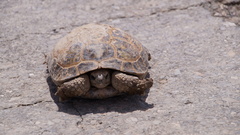 Testudo horsfieldii
