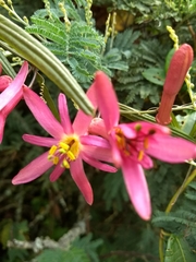 Passiflora hyacinthiflora