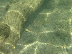 Lutjanus argentiventris