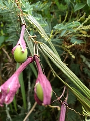 Passiflora hyacinthiflora