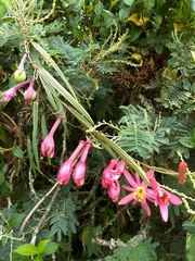 Passiflora hyacinthiflora