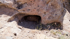 Testudo horsfieldii
