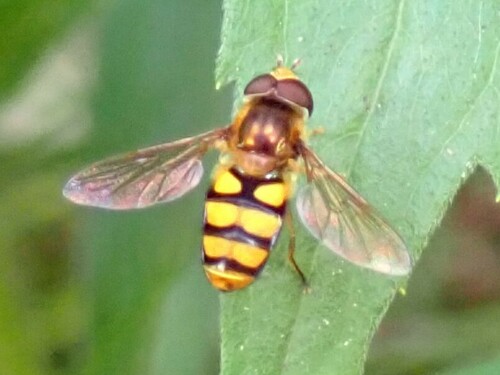 Broad-banded Aphideater photo 5