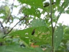 Metrogaleruca obscura