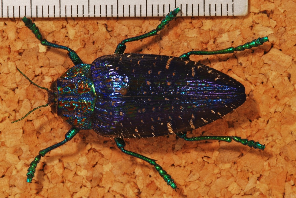Polybothris sumptuosa