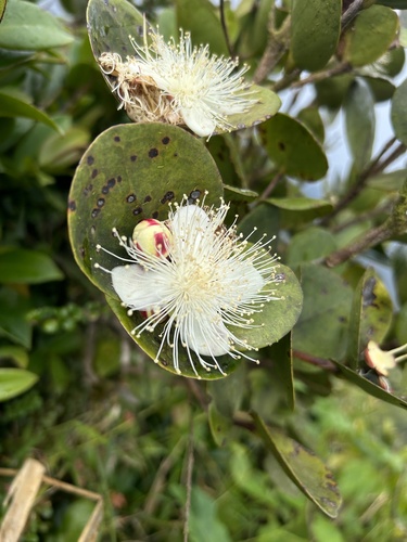 Eugenia borinquensis
