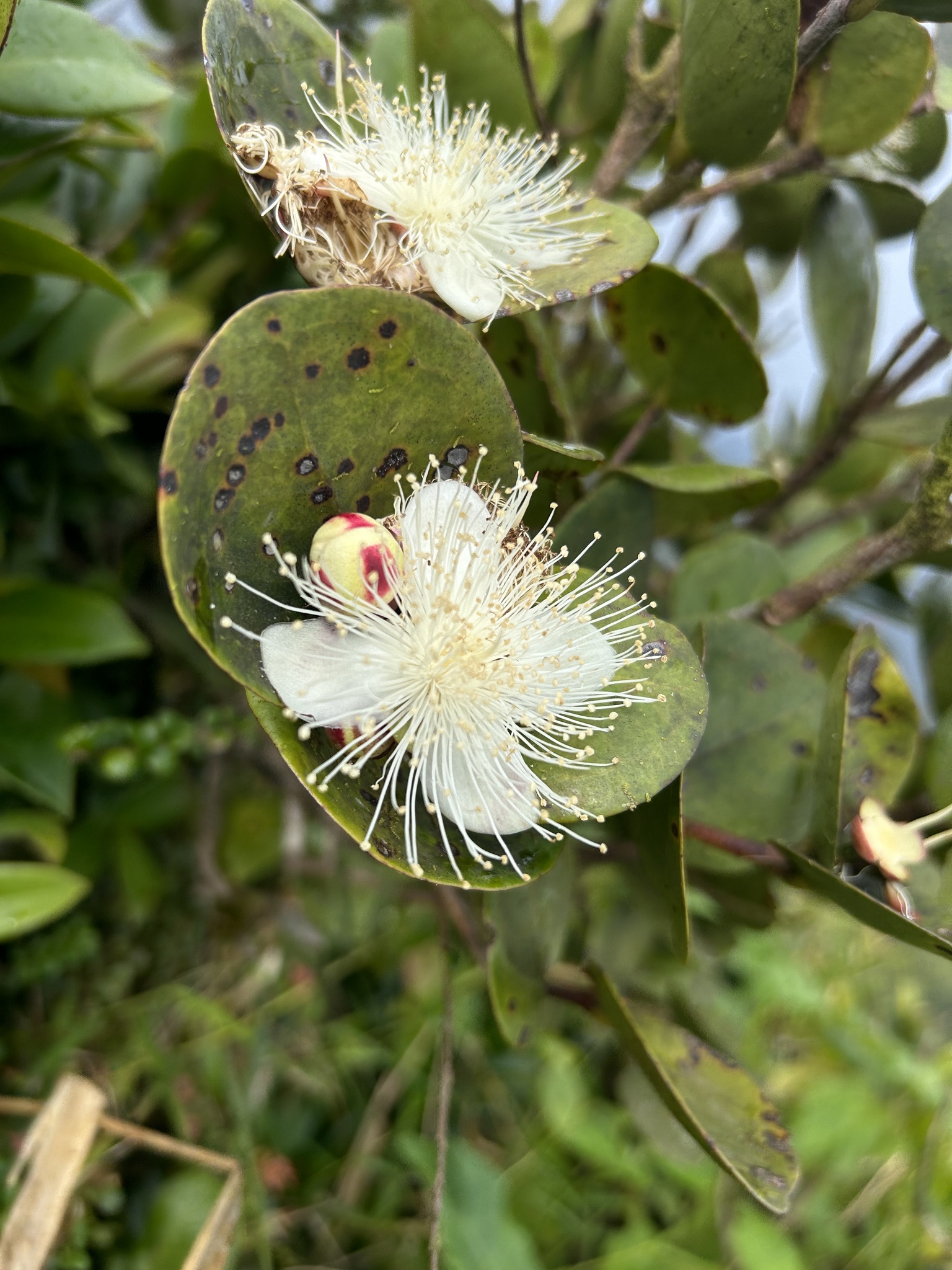 Eugenia borinquensis