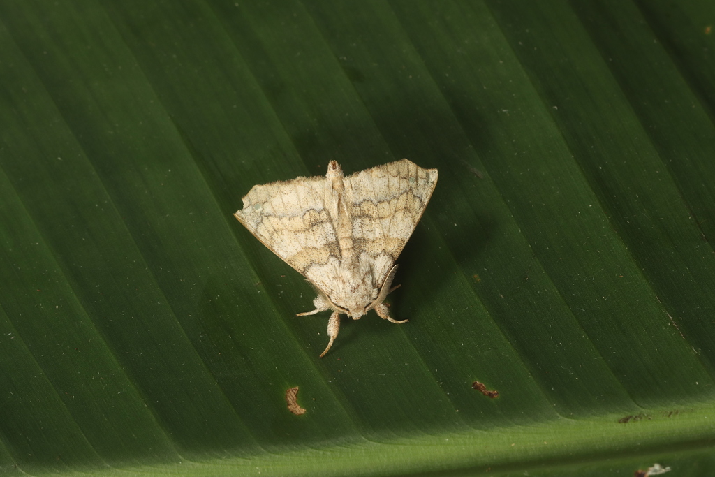 Olceclostera avangareza