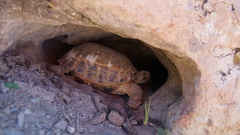 Testudo horsfieldii