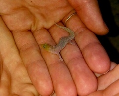 Sphaerodactylus savagei juanilloensis