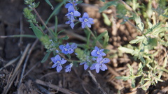 Veronica multifida