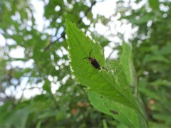 Metrogaleruca obscura