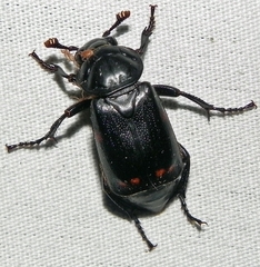 Nicrophorus pustulatus