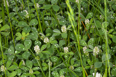 Trifolium striatum