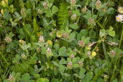 Trifolium striatum