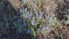 Veronica multifida