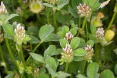 Trifolium striatum