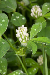 Trifolium striatum