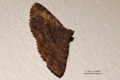Polydesma umbricola