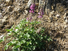 Lupinus cervinus