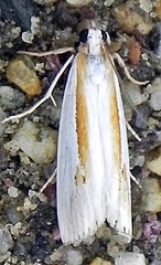 Crambus girardellus