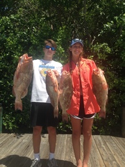 Epinephelus morio