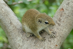 Heliosciurus gambianus