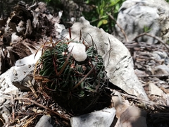 Echinofossulocactus crispatus