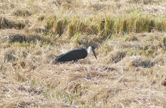 Ciconia episcopus