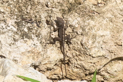 Anolis cybotes