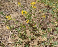 Acmispon decumbens decumbens