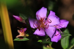 Melastomataceae