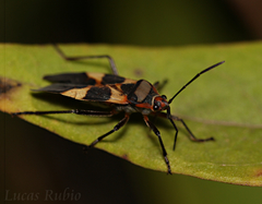 Oncopeltus unifasciatellus