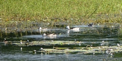 Nettapus coromandelianus