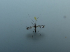 Macrocera decorosa