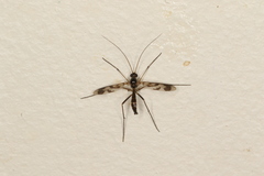 Macrocera decorosa