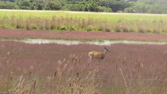Odocoileus virginianus cariacou