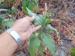 Amaranthaceae
