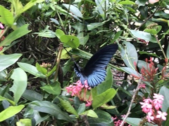 Papilio memnon heronus