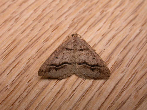 Dodonaea Moth