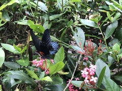 Papilio memnon heronus