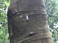 Pyrops watanabei