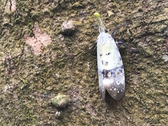 Pyrops watanabei