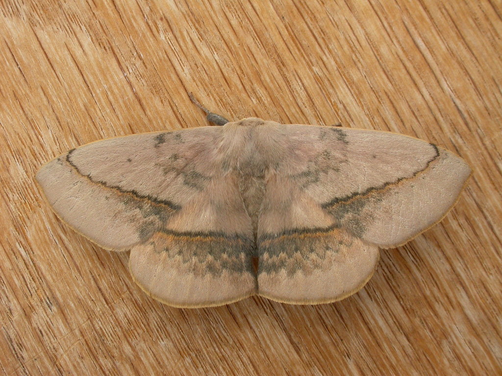 Variable Anthelid