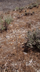 Angiospermae