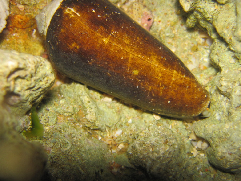 Conus terebra