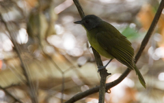 Bleda canicapillus