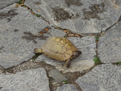 Testudo hermanni