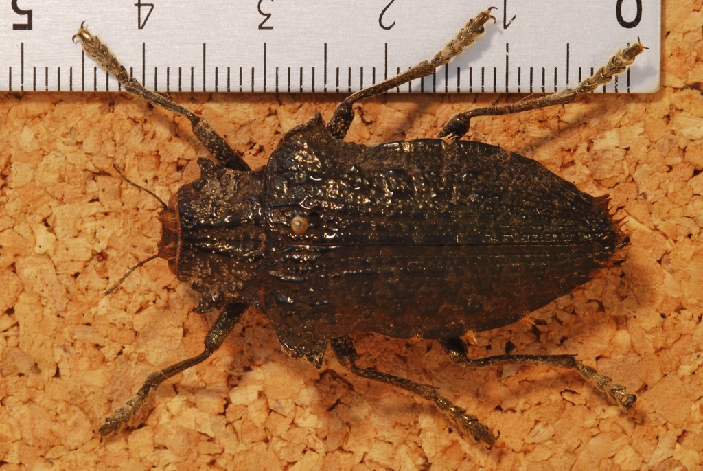 Polybothris amorpha