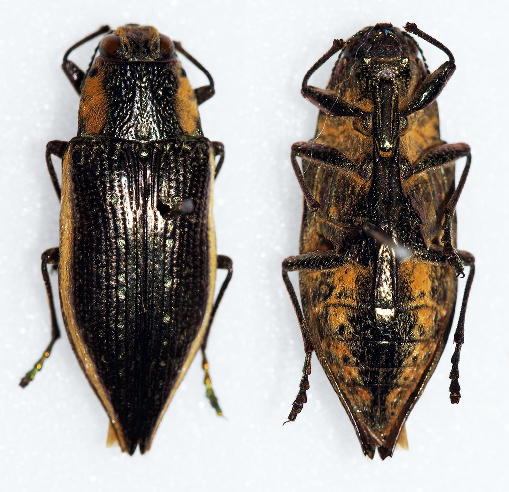 Polybothris circumdata
